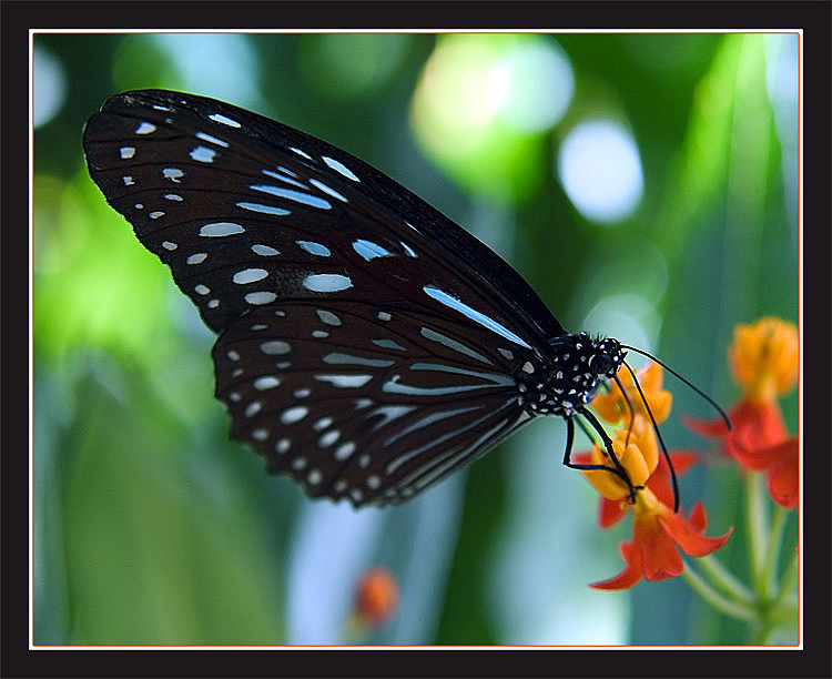 photo "Tenderly..." tags: nature, macro and close-up, insect