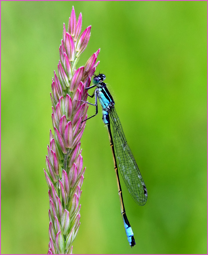 photo "Dragon 1" tags: macro and close-up, 