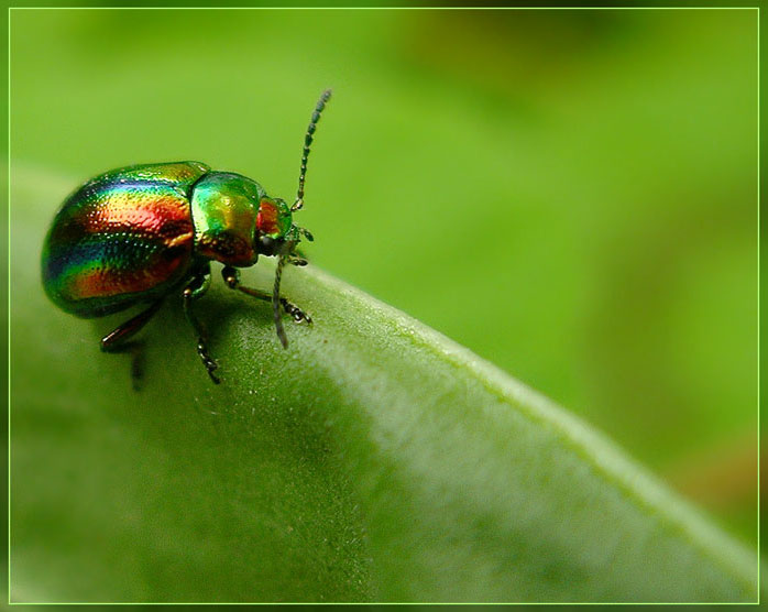 photo "***" tags: macro and close-up, nature, insect