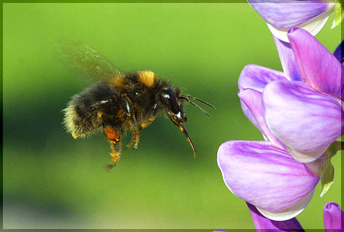 photo "Untitled photo" tags: macro and close-up, nature, insect