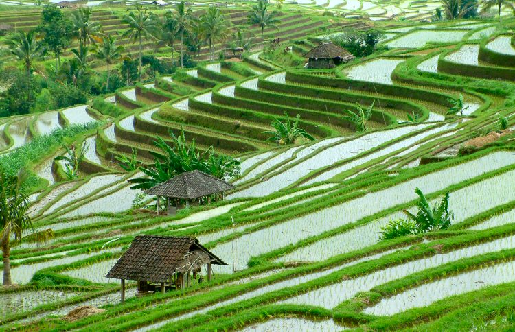 photo "Rijst" tags: travel, landscape, Asia, water