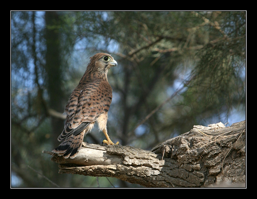 photo "Serial Killer - Lasser Kestrel - Falco naumanni" tags: nature, wild animals