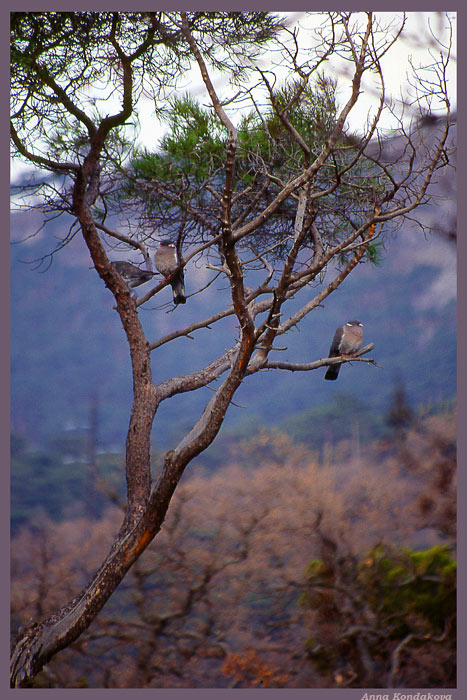 photo "Tree of birds" tags: nature, landscape, summer, wild animals