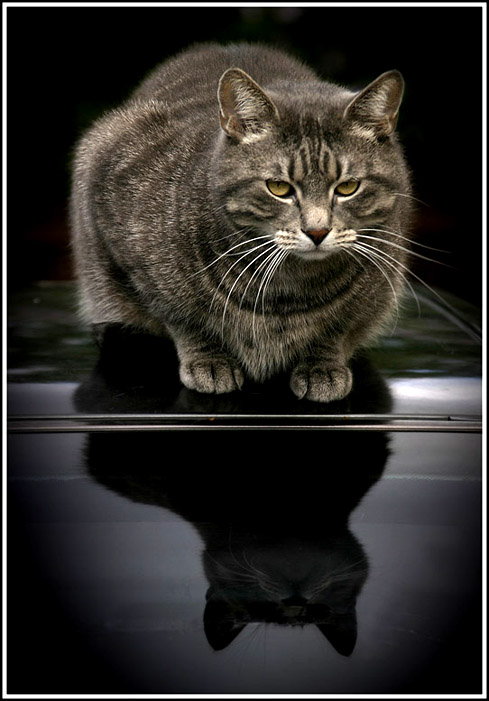 фото "Simply - my Cat !!!" метки: природа, домашние животные