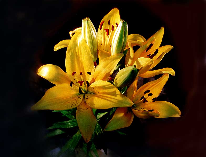 photo "the Gift for my Dear" tags: nature, still life, flowers