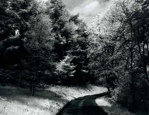 photo "Valley of Pines" tags: misc., landscape, forest