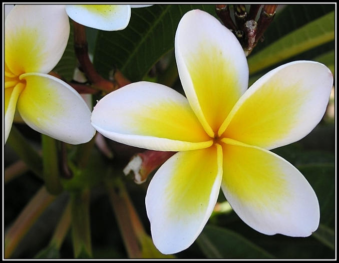 photo "***" tags: macro and close-up, nature, flowers