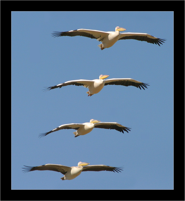 photo "Serial Killer - White-backed Pelican - Pelecanus o" tags: nature, wild animals