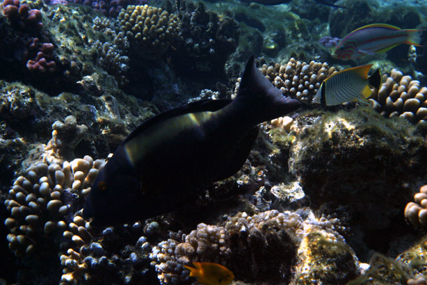 photo "Three in a row" tags: travel, underwater, Africa