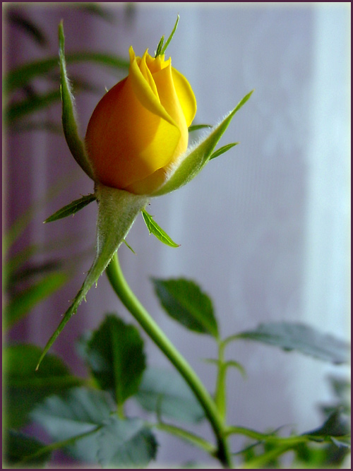 photo "It is already beautiful..." tags: macro and close-up, nature, flowers