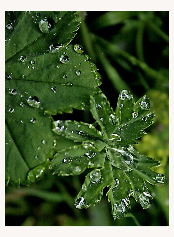 photo "Rain drops" tags: nature, 