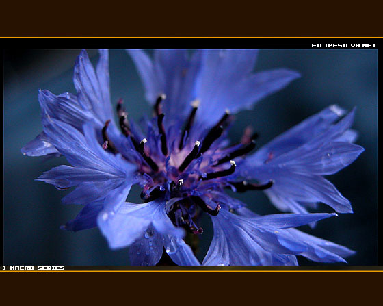 photo "macro I" tags: misc., 