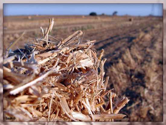 photo "Dryness" tags: nature, landscape, summer