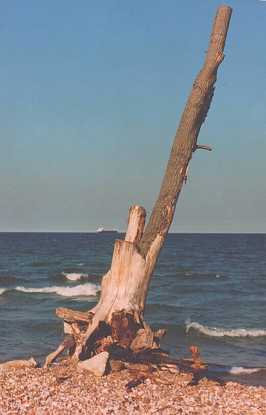 фото "water tree" метки: пейзаж, 