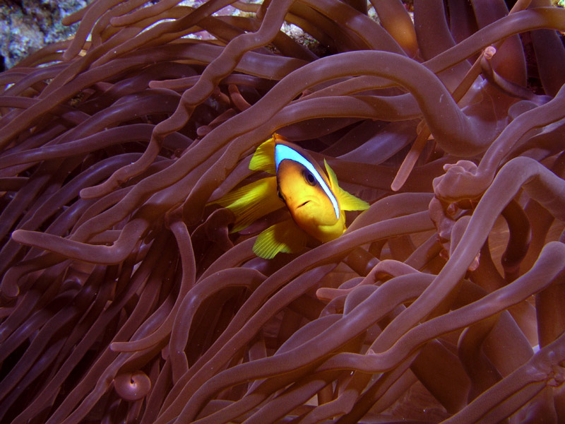 photo "Nemo" tags: underwater, travel, Africa