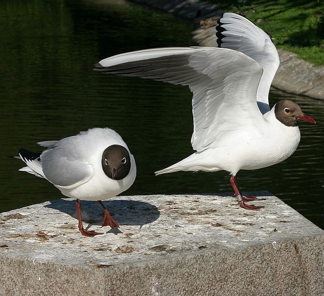фото "2 seagulls , again" метки: природа, дикие животные