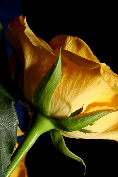 photo "yellow rose N2" tags: nature, macro and close-up, flowers