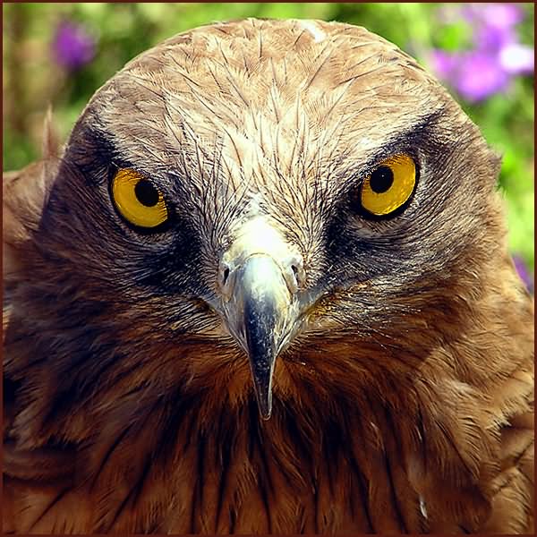 фото "ДАЮ УСТАНОУКУ!" метки: природа, дикие животные