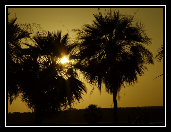 фото "Sunset between Carnaubas" метки: пейзаж, закат
