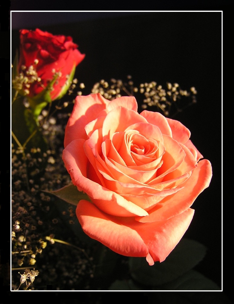 фото "rosy" метки: разное, природа, цветы