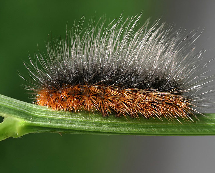 photo "FX" tags: macro and close-up, 
