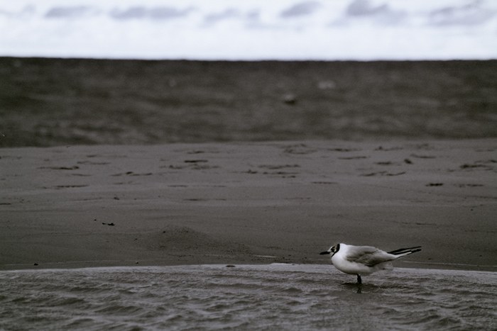 photo "Jonathan Livingstone Seagull" tags: black&white, landscape, water