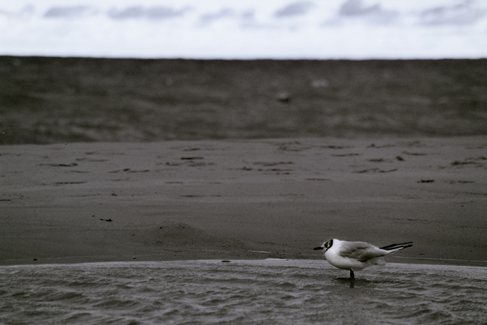 photo "Jonathan Livingstone Seagull" tags: black&white, landscape, water