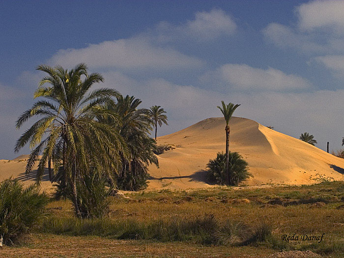 фото "Dunes" метки: путешествия, пейзаж, Африка