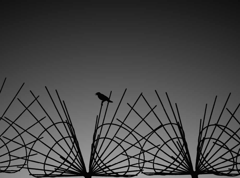 photo "Spacebird" tags: black&white, montage, 