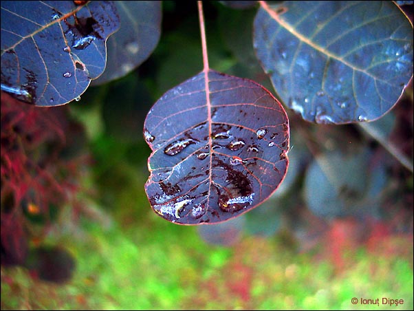 photo "3" tags: macro and close-up, nature, flowers