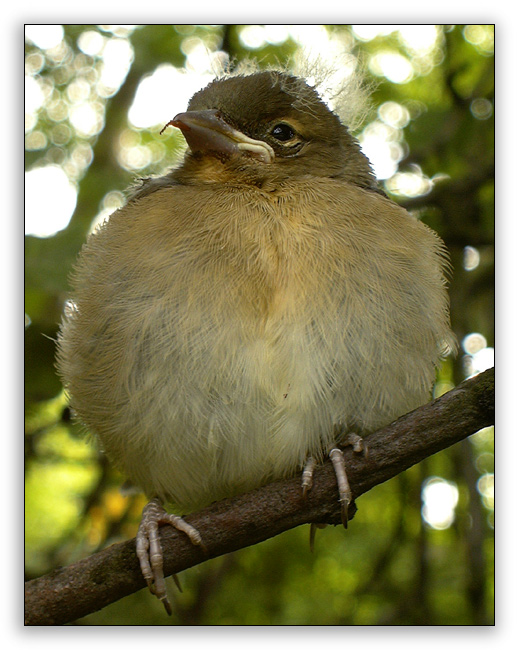 photo "The sparrow" tags: portrait, nature, wild animals