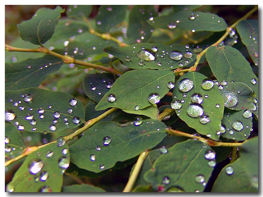 фото "forrest pearls" метки: природа, цветы