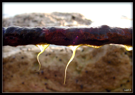 photo "Rusty" tags: macro and close-up, nature, 