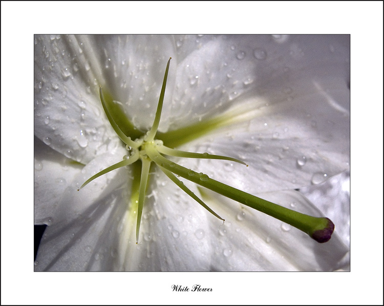 фото "White Flower" метки: разное, природа, цветы