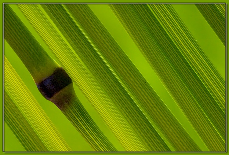 photo "grass 3" tags: macro and close-up, 