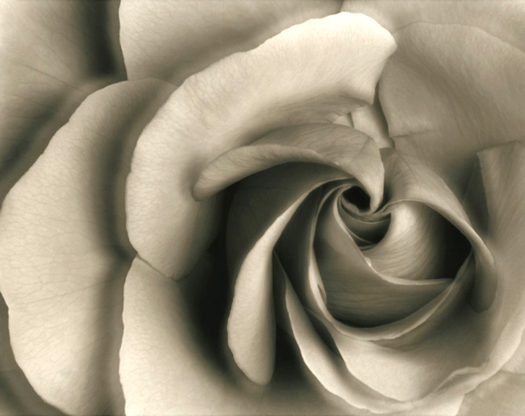 фото "Rose" метки: природа, макро и крупный план, цветы