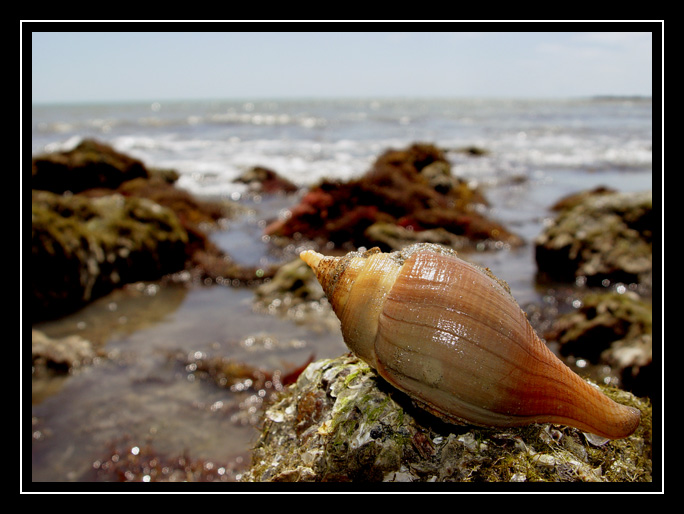 photo "Sea shell" tags: macro and close-up, nature, insect