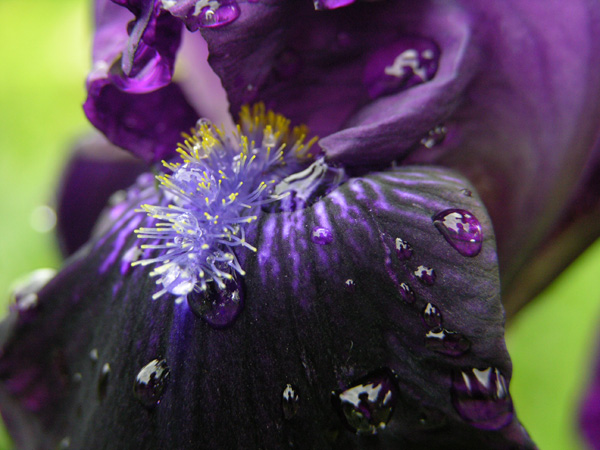 photo "Iris" tags: nature, macro and close-up, flowers