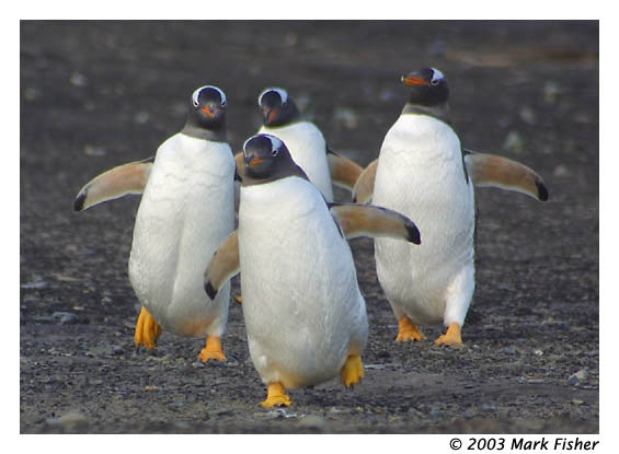 фото "Four More Penguins" метки: природа, путешествия, Южная Америка, дикие животные