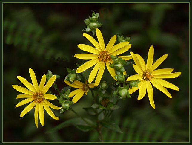 photo "Three and a Half" tags: nature, macro and close-up, flowers