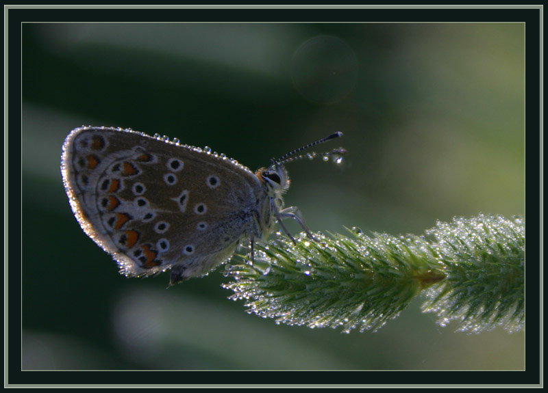 photo "Butterfly" tags: nature, macro and close-up, insect