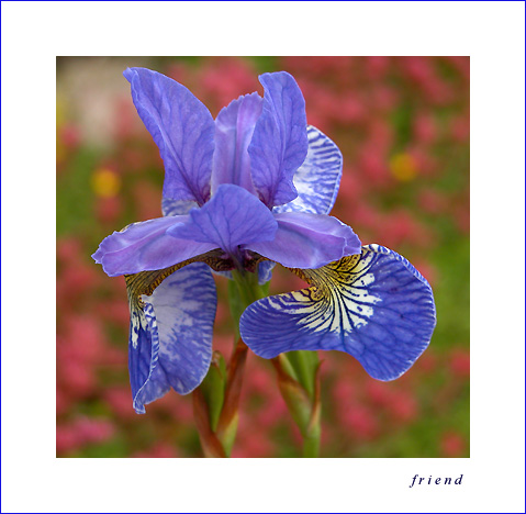 photo "*" tags: nature, flowers