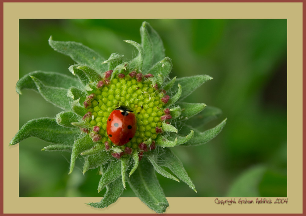 photo "Ladybug Landing Pad" tags: macro and close-up, nature, flowers