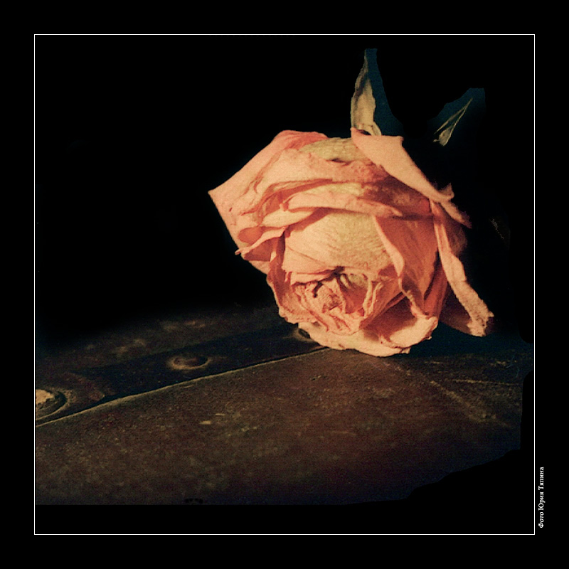 photo "The song has been sung..." tags: still life, 