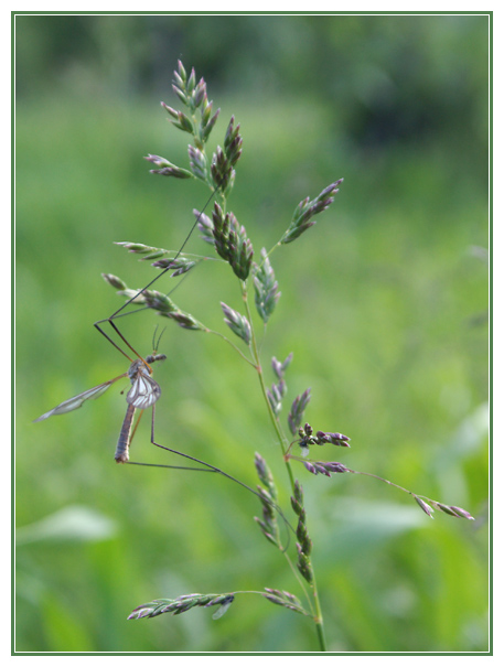 photo "In the Grass" tags: nature, macro and close-up, insect