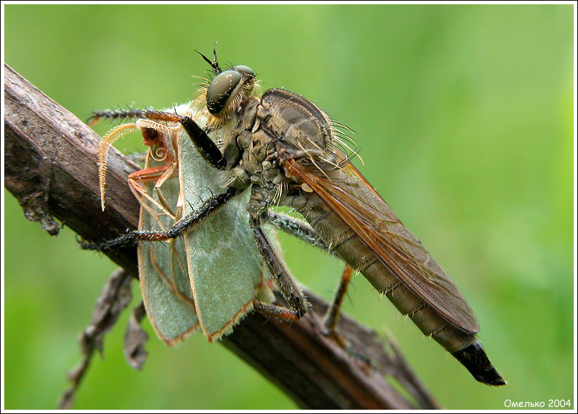 photo "Beauty and the Beast" tags: macro and close-up, nature, insect