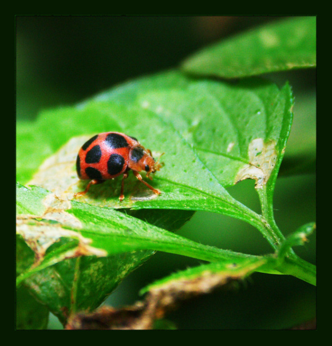 photo "The bug." tags: macro and close-up, 