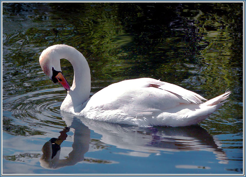 photo "In a morning mirror" tags: nature, wild animals