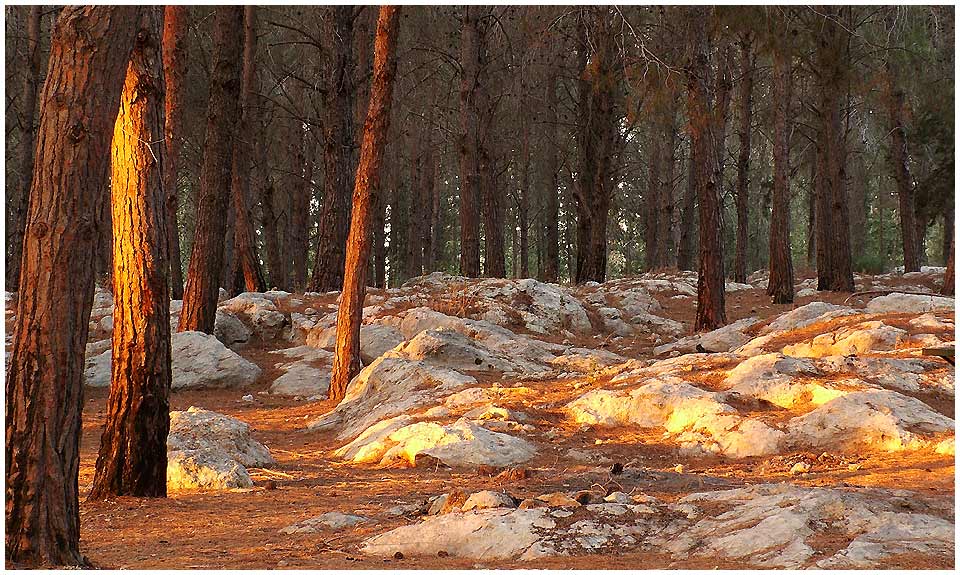 photo "Enchanted Forest #1 Holyland" tags: landscape, travel, Asia, forest