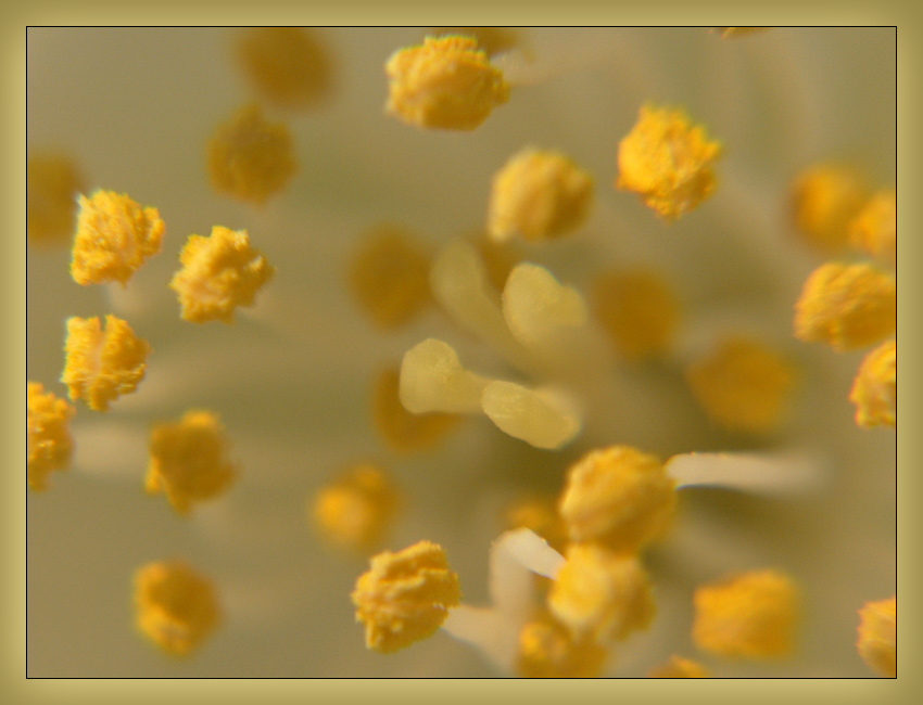 photo "The heart" tags: macro and close-up, nature, flowers